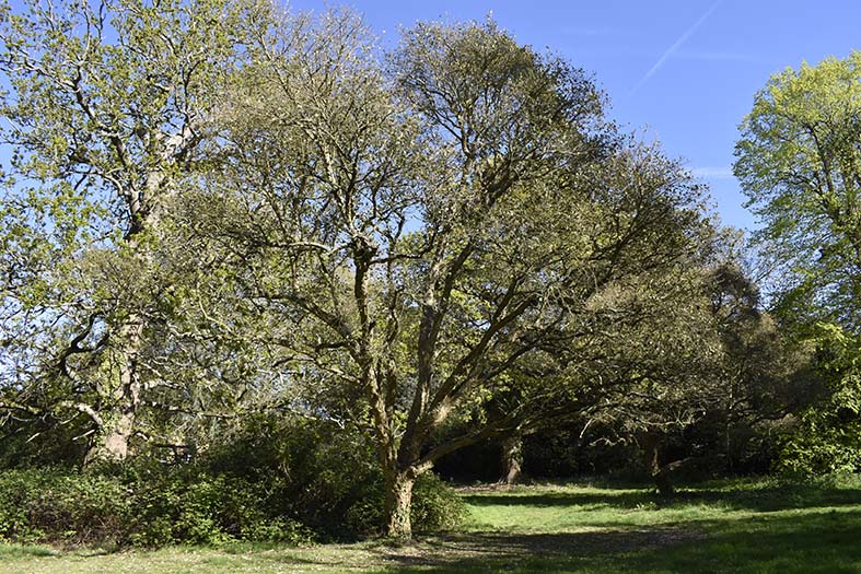 Colour photo of a cork tree with mature trees behind, under sunny blue sky.