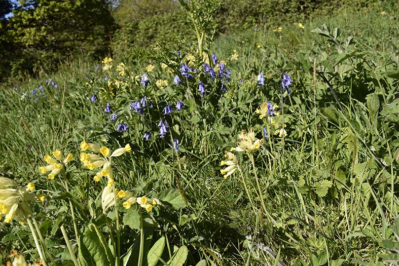 Colour photo of yellow primulas and blue bluebells growing amidst grass.